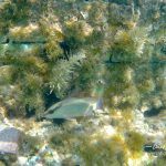 Dry Tortugas Moat Wall Fish