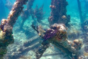 Dry Tortugas Coral Colors